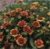 wf_gaillardia_dwarf.jpg